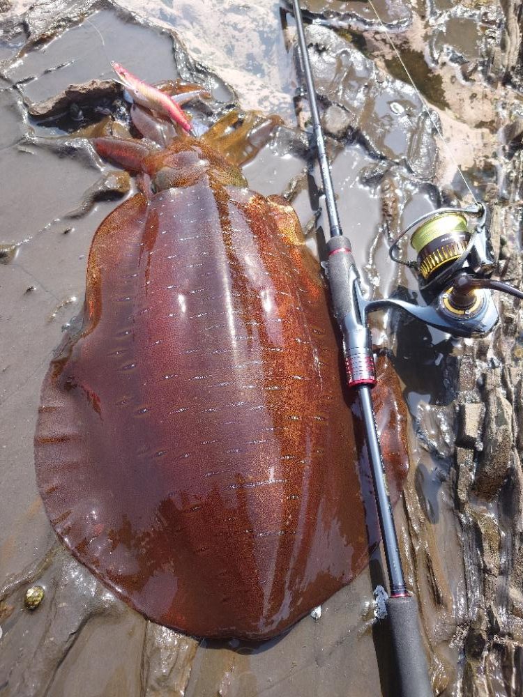 春イカエギングIN対馬