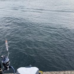 シンペンで鰤来た