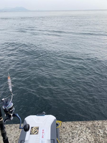 シンペンで鰤来た