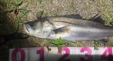 ががっときました。