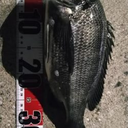 バチパターン？