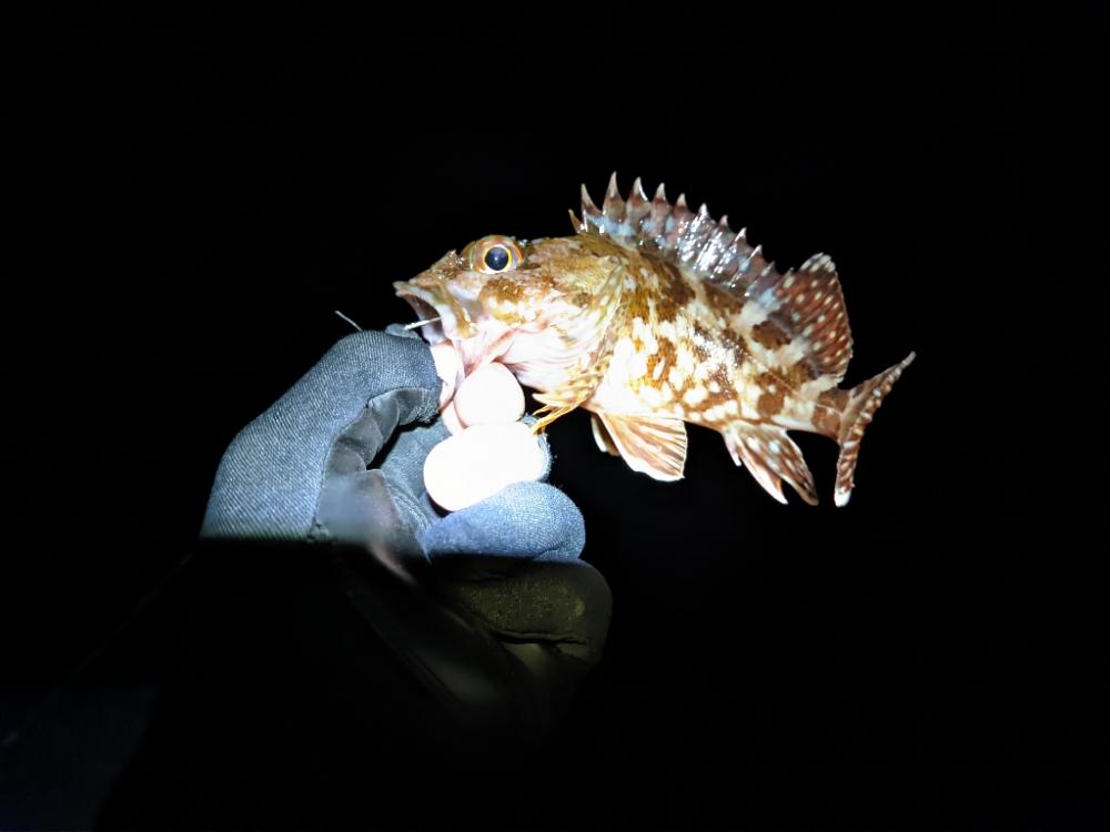 コウイカスレすぎ疑惑