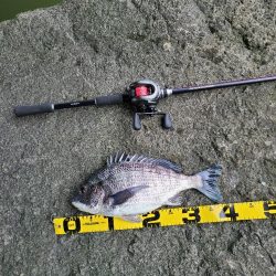 やっぱオモロイ