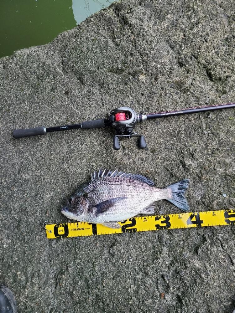 やっぱオモロイ