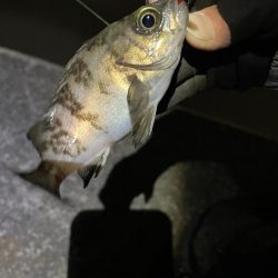 今年初のメバリング釣行