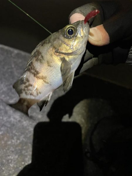 今年初のメバリング釣行
