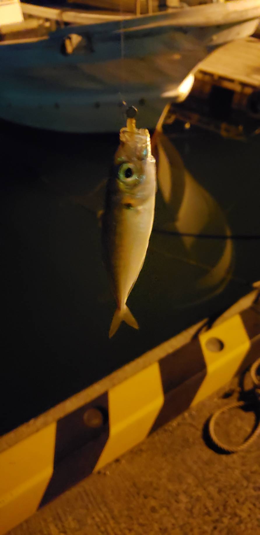 アジ探し@小島漁港