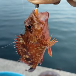 久しぶりの釣行は由良へ