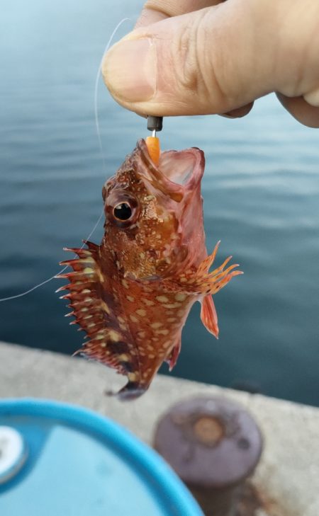 久しぶりの釣行は由良へ
