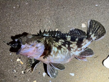 チニングでチヌを釣りたくて！！