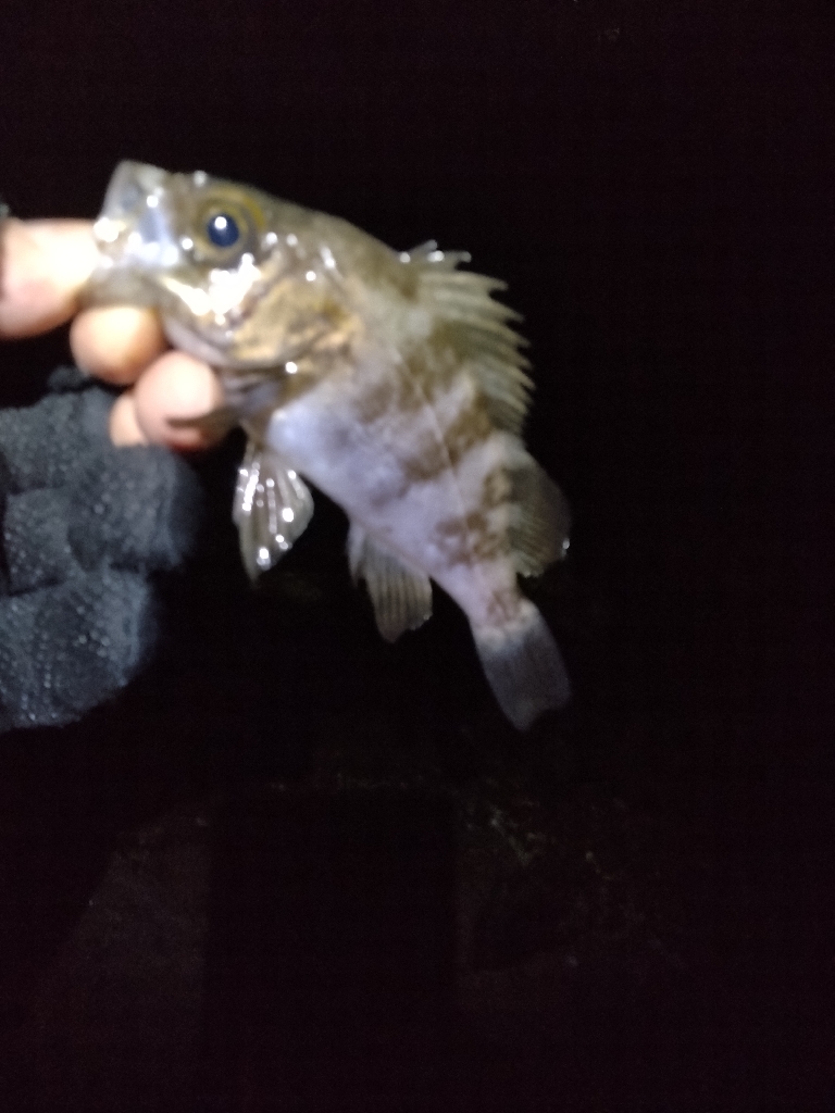 こうも違うかな