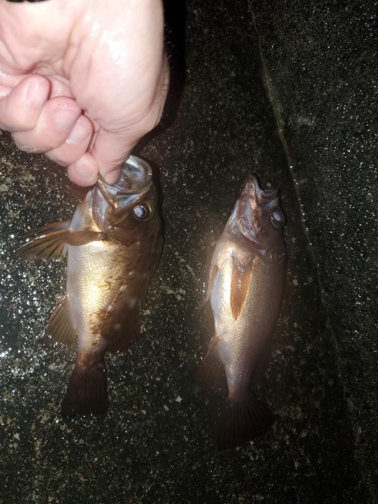 尺ガシラ、尺メバル