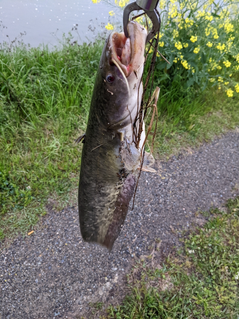 ルアーローテの重要性