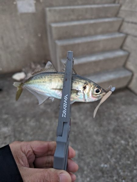 陸っぱり釣行記