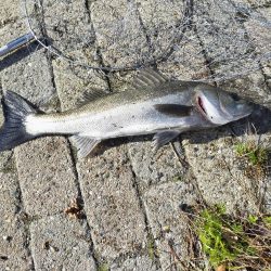 久々に朝マズメ、エビ撒き釣り