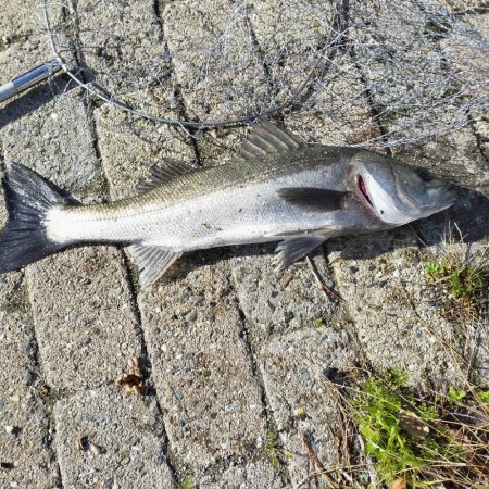 久々に朝マズメ、エビ撒き釣り