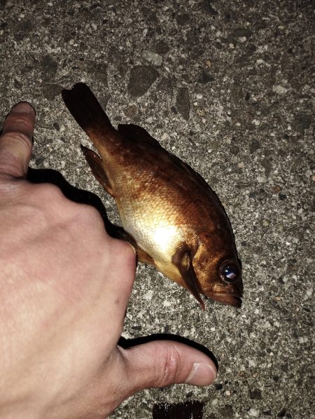 久しぶりのメバル