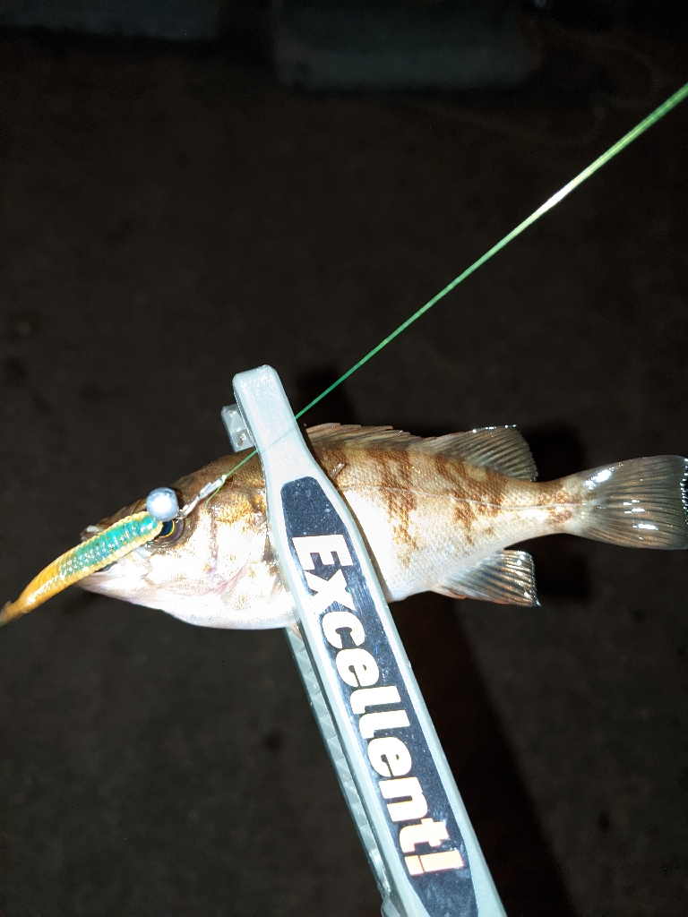 アジングだったんだけどなぁw