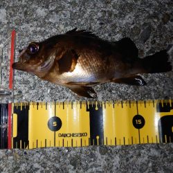 メバルウキ釣り調査🎣