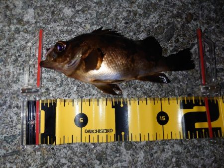 メバルウキ釣り調査🎣