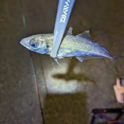 陸っぱり釣行記