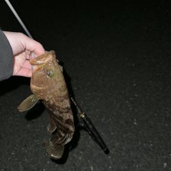 ロックフィッシュ御三家