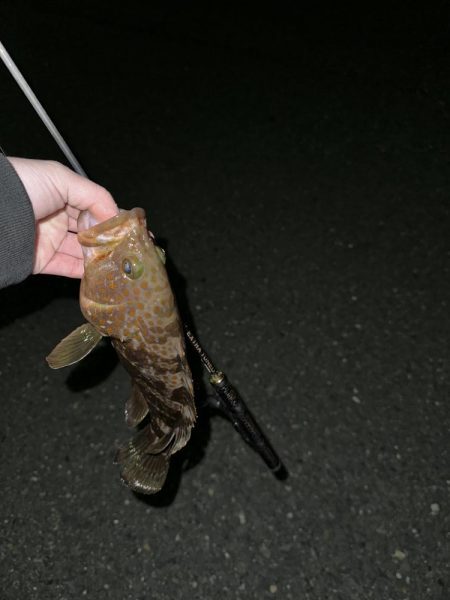 ロックフィッシュ御三家