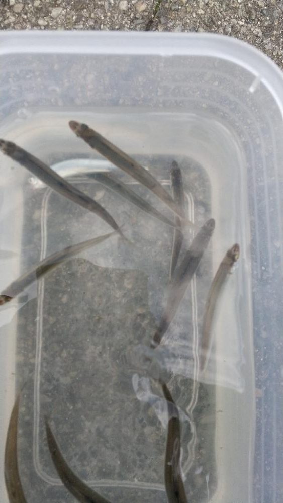 稚鮎～フィーバータイム無し