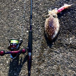 コウイカエギング