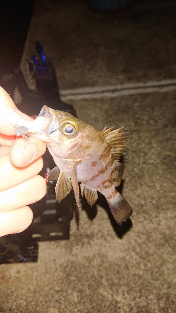 ちっこいやつしかいない。