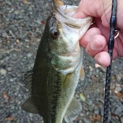 ジャークベイトで1本