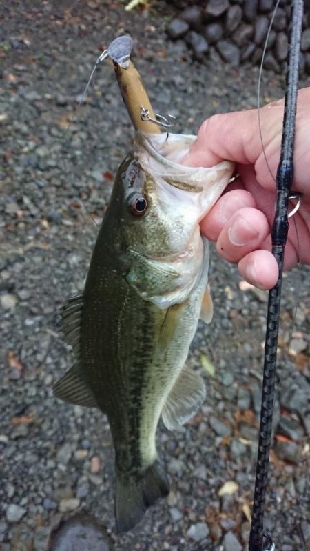 ジャークベイトで1本