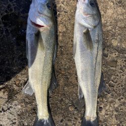 不甲斐ないエビ撒き