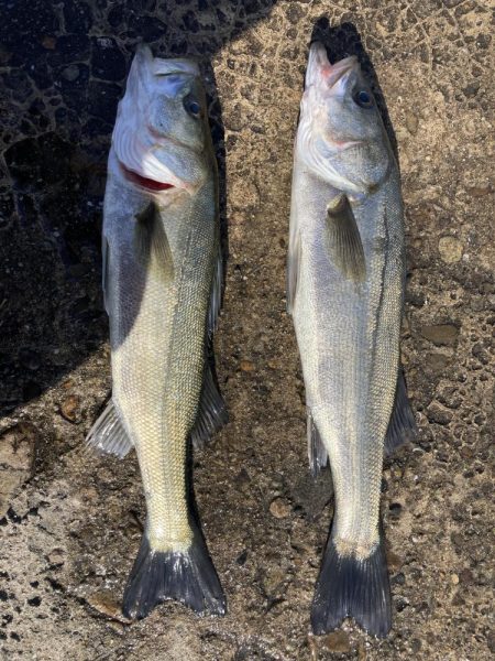 不甲斐ないエビ撒き