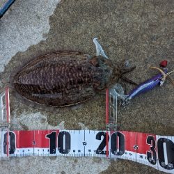 春を告げる烏賊と魚