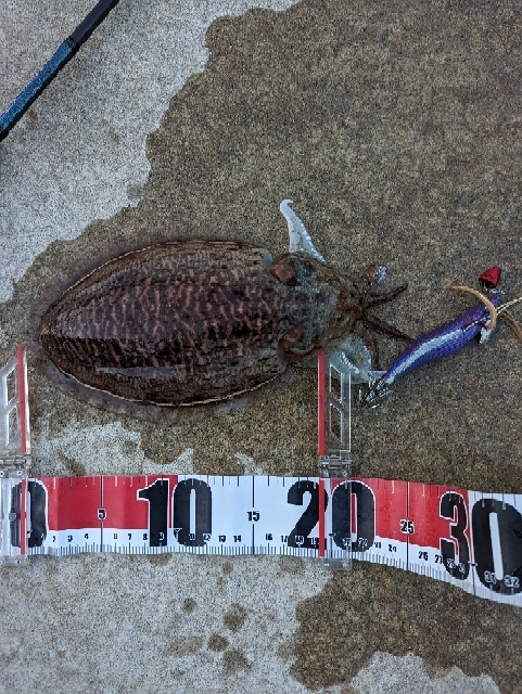 春を告げる烏賊と魚