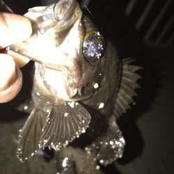 メバルウキ釣り