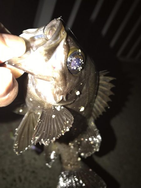 メバルウキ釣り