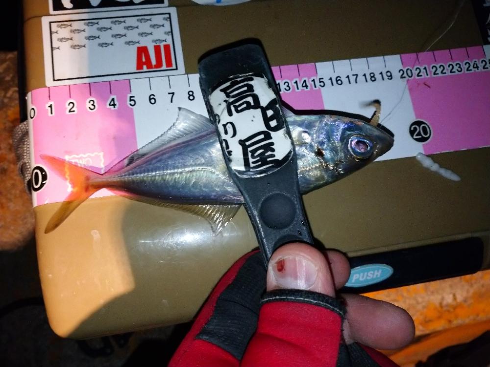 今夜も爆風アジング