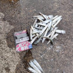 ファミリーフィッシング