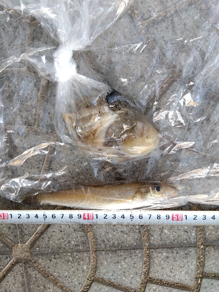 室津のキス釣り