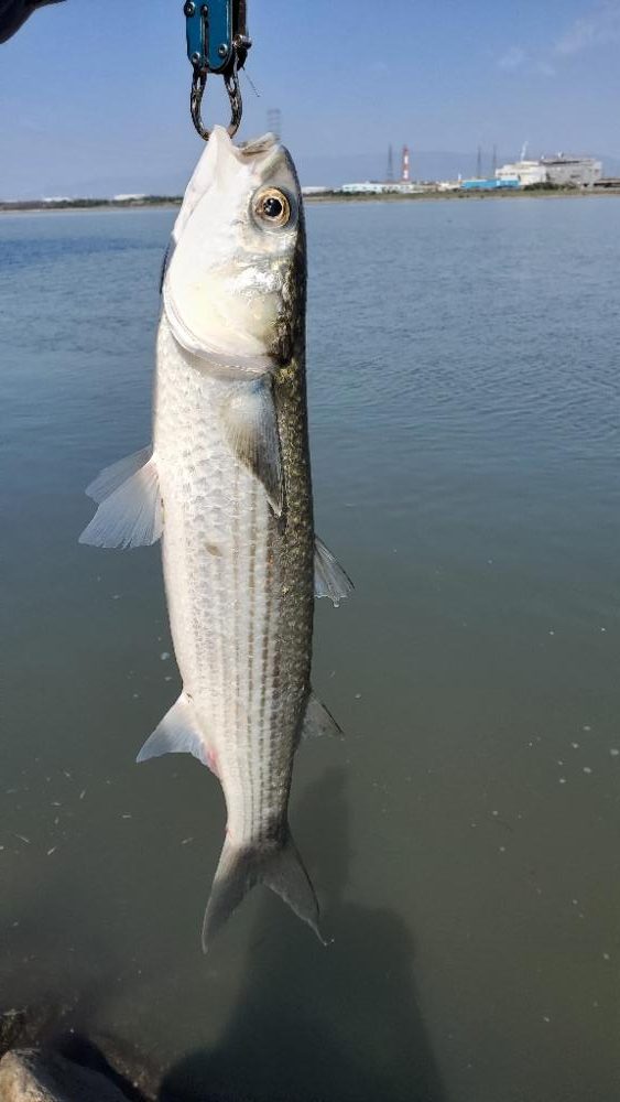 ボラにうタモを折られる