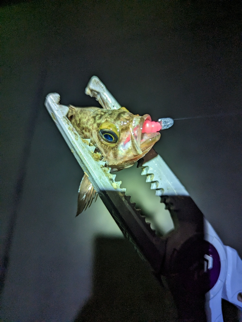 陸っぱり釣行記