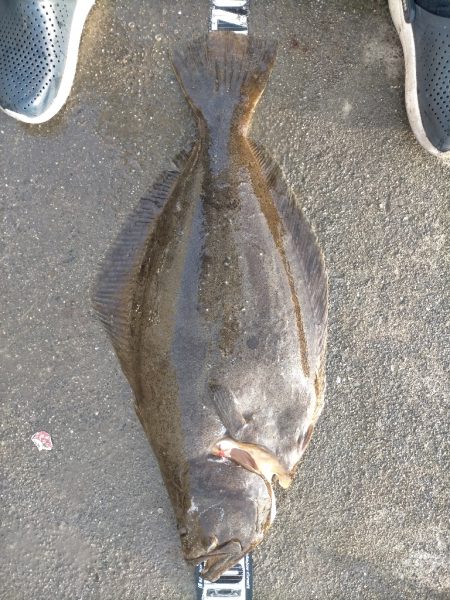 遂に大ヒラメをゲット!!