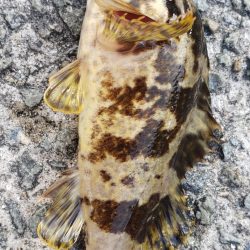 アジ調査@佐野漁港