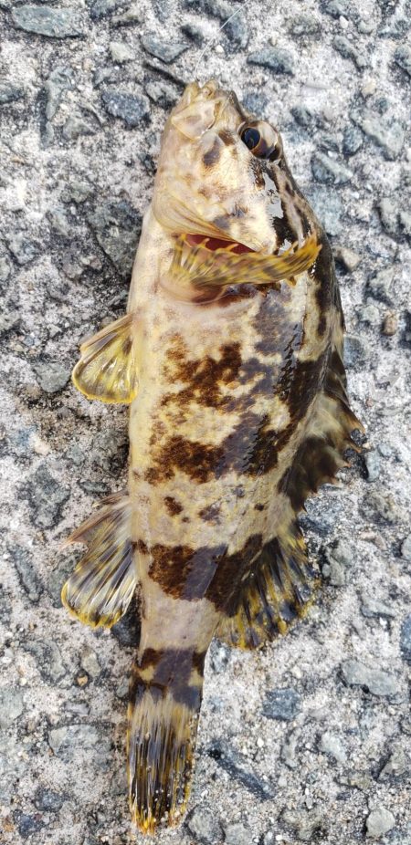 アジ調査@佐野漁港