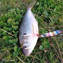 フィッシュイーターはいませんでした