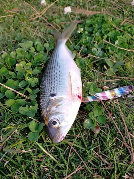 フィッシュイーターはいませんでした