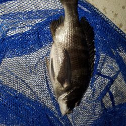 アジングのはずが