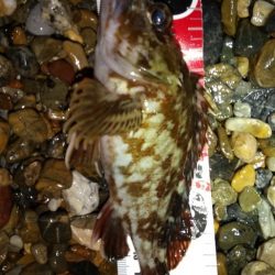 サーフメバリング